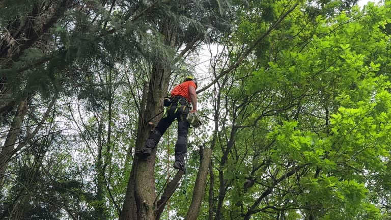 Best Tree Trimming and Pruning  in Portsmouth, VA